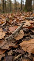 Camouflaged stick insect perfectly blended among fallen autumn leaves on forest floor showcasing natural mimicry and seasonal woodland environment.