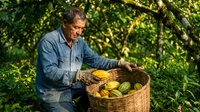 Senior Caucasian male farmer harvesting fresh corn in wicker basket during golden hour sunlight in lush green garden for organic agriculture concepts.