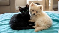 Black kitten and cream-colored puppy resting together on turquoise striped blanket indoors. Young pets bonding and playing. Use for pet care, animal companionship, friendship themes.
