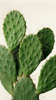 Prickly pear cactus with green paddle-shaped stems covered in sharp spines against a neutral background. Suitable for botanical, desert, and nature-themed designs.