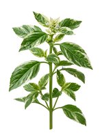 Variegated mint plant with green and white striped leaves isolated on white background, ready for culinary, botanical, and design applications.