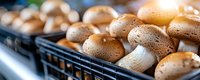 Fresh brown champignon mushrooms arranged in black plastic container, macro food photography showing natural texture and moisture on caps.