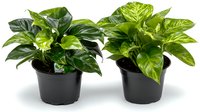Fresh pothos plants in black plastic pots isolated on white background. Bright green variegated leaves of popular indoor houseplant for home decor and interior design.