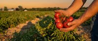 Farmer hands holding fresh ripe red tomatoes at sunset in organic vegetable garden field during harvest season for healthy food production.
