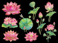 Watercolor lotus flowers and lily pads in pink and green tones, isolated on transparent background. Ready for t-shirt designs, clipart, stickers, sublimation, print-on-demand products, and digital crafts.