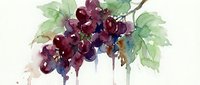 Watercolor grape cluster with green leaves on white background, loose brushstrokes and flowing paint effects for wine labels, kitchen decor, botanical art.