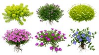 Collection of isolated flowering bushes and shrubs with vibrant blooms for landscape design and gardening projects on transparent background.