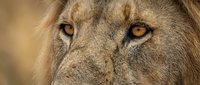 Close-up portrait of majestic male lion with golden eyes and detailed facial features showcasing wild African safari wildlife in natural habitat.