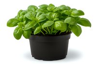 Fresh basil plant growing in black plastic pot, vibrant green leaves isolated on white background. For cooking, gardening and herb cultivation concepts.
