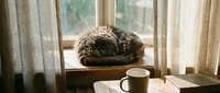 Cozy tabby cat sleeping peacefully on wooden windowsill beside coffee mug and open book, creating warm domestic atmosphere for home decor concepts.