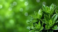 Fresh green succulent plant with water drops against blurred bokeh background, macro photography showing detailed leaves with morning dew in natural light.