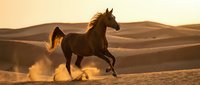 Majestic brown horse galloping through golden desert sand dunes at sunset, creating dramatic dust clouds in warm evening light for equestrian and nature themes.