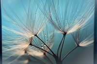 Delicate dandelion seeds float against turquoise background with water drops, creating dreamy macro photography effect in soft natural lighting.