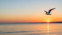 Seagull flying over calm ocean waters during golden sunset with warm orange and pink sky colors reflecting on water surface creating peaceful seascape scene.