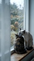 Two cats sitting on windowsill looking out at rainy garden view. Tabby and white feline companions gazing through wet glass window on autumn day.