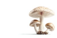 Fresh parasol mushrooms with spotted caps and long stems on white background, isolated macro photo showing detailed texture and natural form of edible fungi.