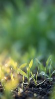 Young green seedlings emerging from dark soil with warm sunlight and bokeh background creating natural growth and spring gardening concept.