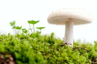 White mushroom growing among green moss and tiny plants on forest floor, captured in soft natural light. Perfect for nature publications.