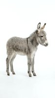 Young gray donkey foal standing in profile on white background, isolated farm animal ready for design projects and educational materials.