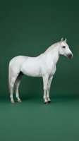 White horse standing in profile against green studio background for equestrian and livestock photography projects.
