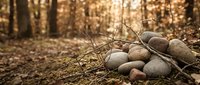 Smooth river stones scattered on forest floor with warm sunlight filtering through autumn trees creating peaceful natural meditation space.