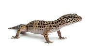 Spotted leopard gecko with tan and brown patterned scales isolated on white background, suitable for educational materials, wildlife guides, and reptile care resources.
