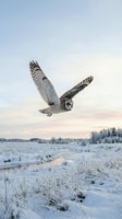 Short-eared owl flying over snowy winter landscape at sunset with frost-covered vegetation and soft pastel sky colors for wildlife photography projects.