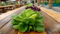 Fresh green and purple lettuce leaves on rustic wooden table, selective focus on crisp leafy vegetables. Natural organic produce in outdoor setting.