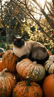 Siamese cat with blue eyes sitting on a pile of orange and green pumpkins in a sunny autumn garden setting.