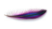 Vibrant purple and turquoise feather with delicate barbs isolated on white background, featuring gradient color transition and soft texture for creative design projects.