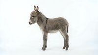 Young gray donkey foal standing in profile on white background, isolated farm animal perfect for educational materials and design projects.