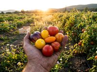 Farmer holding colorful heirloom tomatoes in hand at sunset over vegetable garden field, showcasing fresh organic produce harvest and sustainable agriculture.