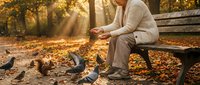 Elderly man feeding pigeons on park bench during golden autumn morning with warm sunlight filtering through colorful fall foliage creating peaceful moment.