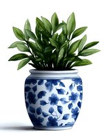 Green plant in traditional blue and white ceramic pot with floral pattern, isolated on white background for home decor and interior design projects.
