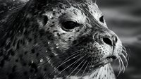 Close-up of a spotted seal's face in black and white, showing detailed whiskers, eye, and textured fur. Wildlife photography.