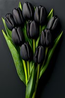 Dramatic bouquet of black tulips with vibrant green stems and leaves arranged against dark background, creating striking contrast for elegant floral design.
