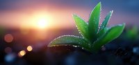 Fresh green plant leaves with morning dew drops against sunrise background with bokeh lights creating dreamy natural atmosphere. Suitable for wellness and growth concepts.