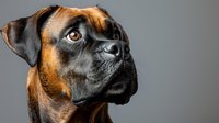 Close up portrait of attentive Boxer dog with brown and black markings looking up against gray background, showing distinctive facial features and alert expression.