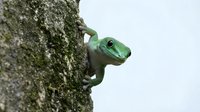 Small green gecko lizard climbing on textured tree bark with moss in natural outdoor habitat for wildlife and nature photography projects.