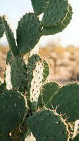 Prickly pear cactus with sharp spines and flat green paddles in desert landscape with blurred background, suitable for nature and botanical projects.
