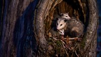 Virginia opossum with babies in tree hollow nest showing maternal care and wildlife family behavior in natural forest habitat.