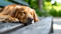 Golden retriever dog sleeping peacefully on wooden deck outdoors in summer sunlight with blurred green nature background for pet care and relaxation concepts.
