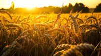 Golden wheat field at sunset with sun rays illuminating ripe ears of grain, creating warm atmospheric glow across rural agricultural landscape.
