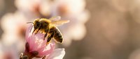 Honeybee collecting nectar from pink cherry blossom flower in spring garden with soft bokeh background for pollination and nature concepts.