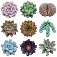 Collection of nine colorful succulent plants in various shapes and sizes isolated on white background for gardening and botanical design projects.