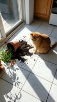 Mischievous orange tabby cat sitting next to overturned terracotta pot with spilled soil on kitchen floor creating mess in sunny domestic interior.