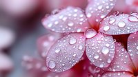 Delicate pink flower petals covered in morning dew drops create dreamy natural macro photography with soft bokeh background, showcasing pure freshness and tranquility.