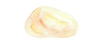 Isolated clam shell with soft peachy and cream tones on transparent background, suitable for seafood design, culinary graphics, marine clipart, and coastal themed projects.