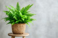 Lush green fern plant in woven wicker basket on wooden stool against neutral gray wall background, minimalist home decor and interior styling.