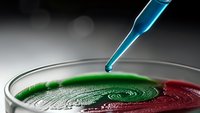 Laboratory pipette dispensing sample into petri dish with green and red bacterial cultures for microbiological research and scientific analysis.